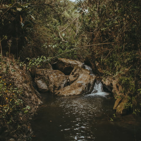 Vista de arroyo y flora