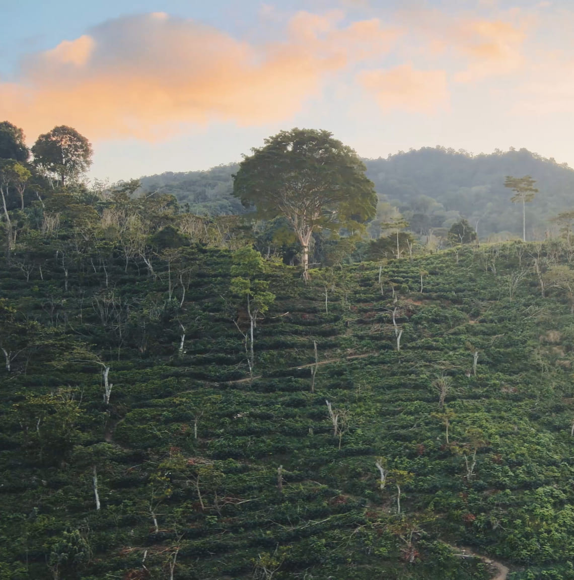 Cultivo de café Finca La Victoria
